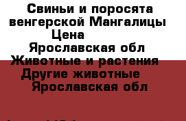 Свиньи и поросята венгерской Мангалицы › Цена ­ 5 000 - Ярославская обл. Животные и растения » Другие животные   . Ярославская обл.